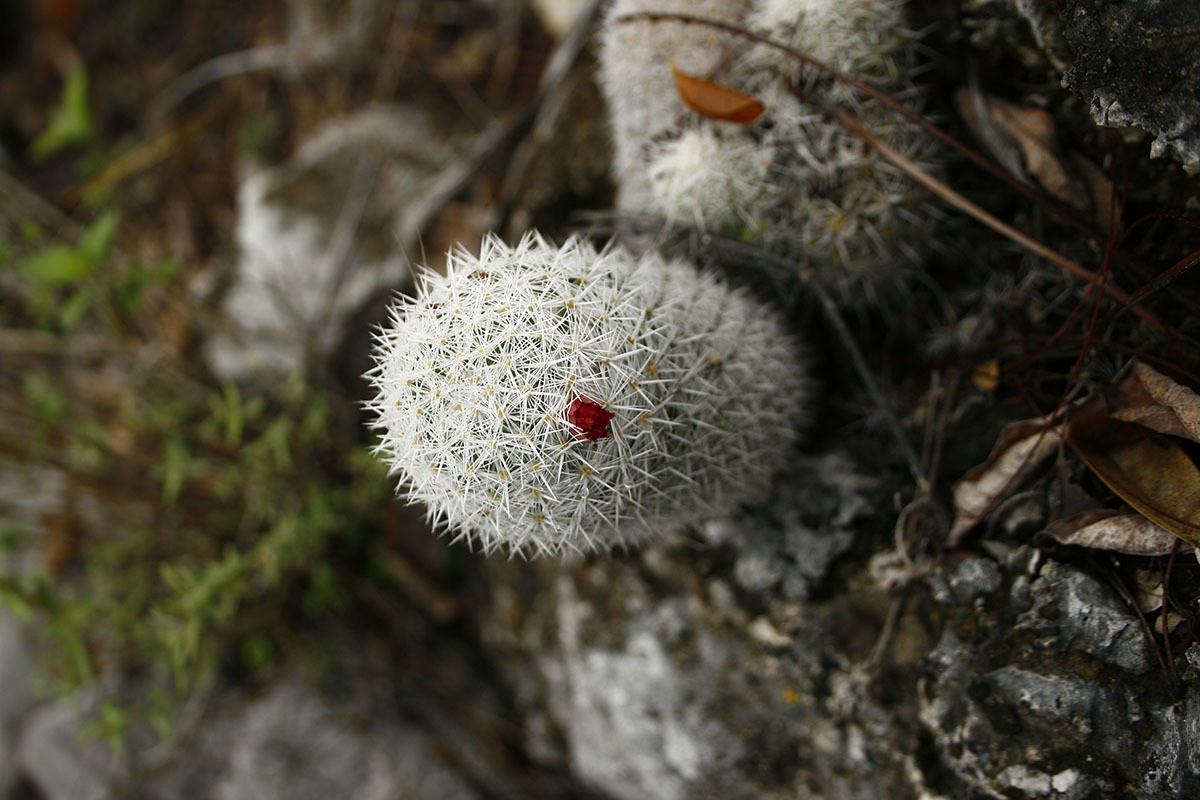 Mammillaria albilanata 